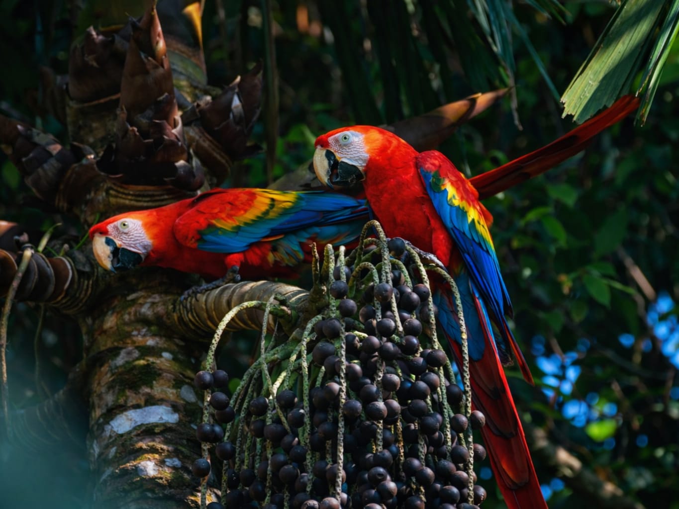 Explore the Best of Manu – 6 Days / 5 Nights