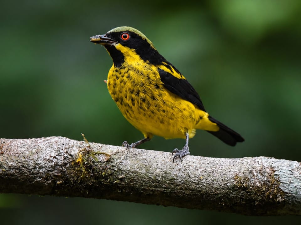 Manu Birding & Photography Tours – 7 Days / 6 Nights