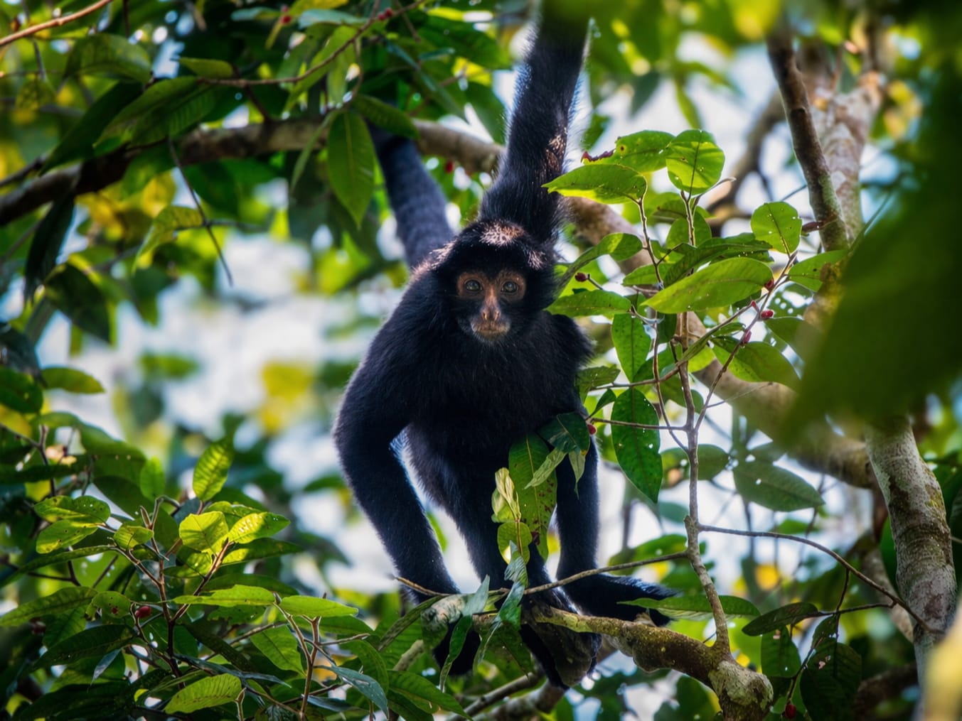 Manu Jungle Tours – 5 Days / 4 Nights