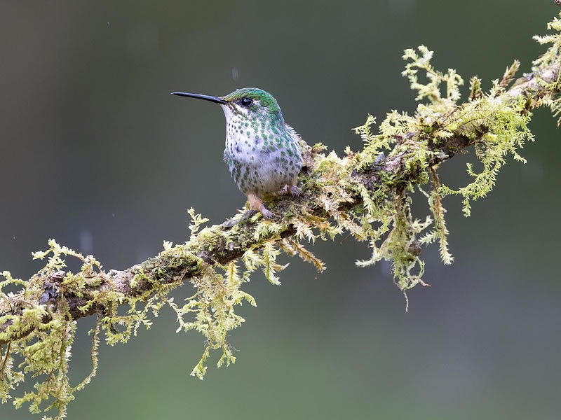 Bird Watching in Manu National Park