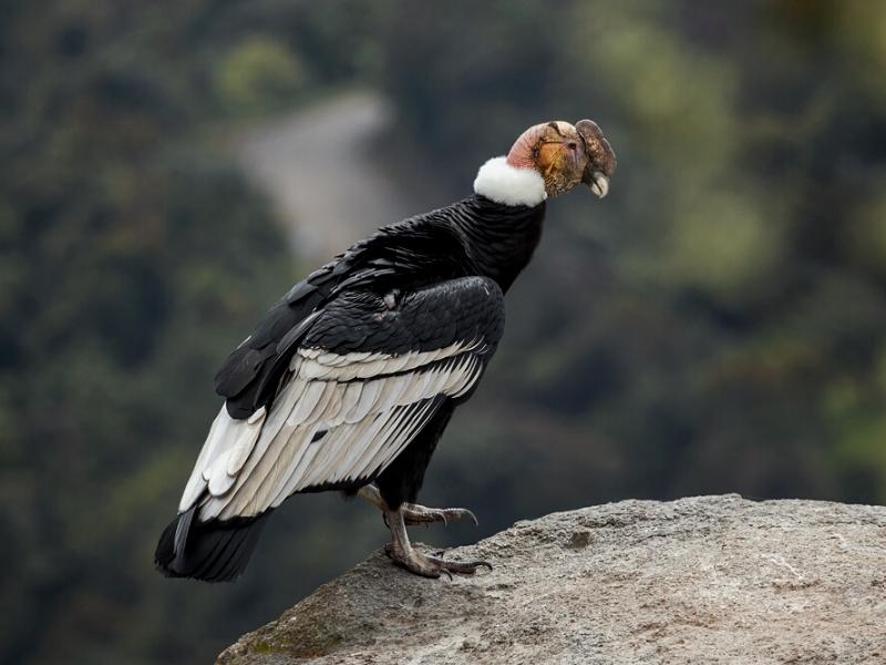 Wildlife in the Amazon