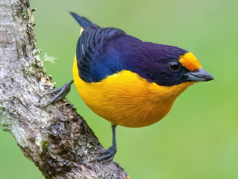 Photography hide Manu