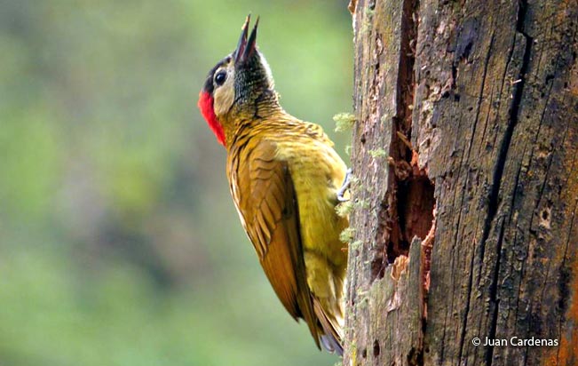 Photography hide in Manu