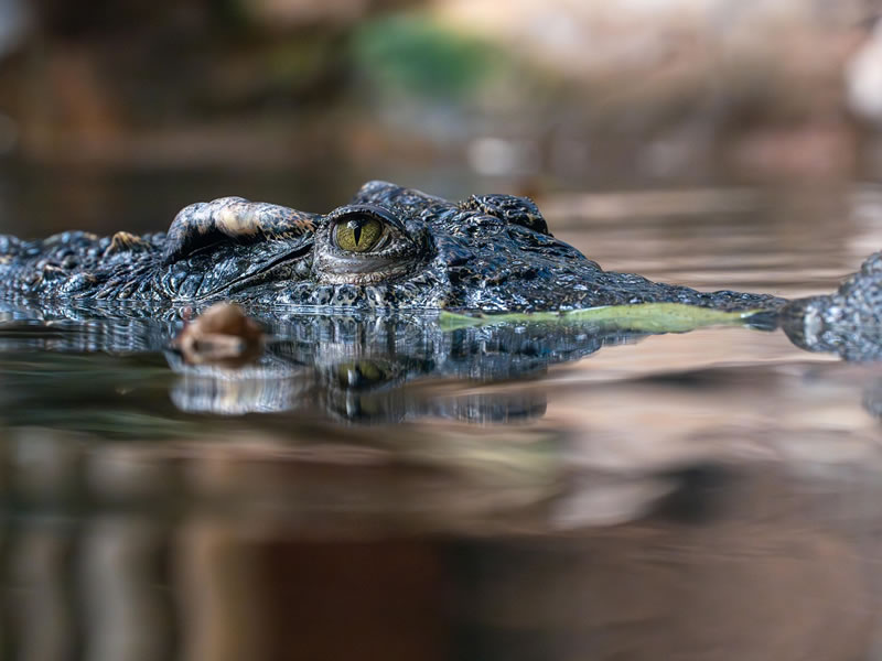 Chuncho 3 Days Tambopata