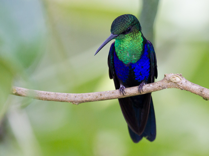 Manu Cultural Zone 4 Days