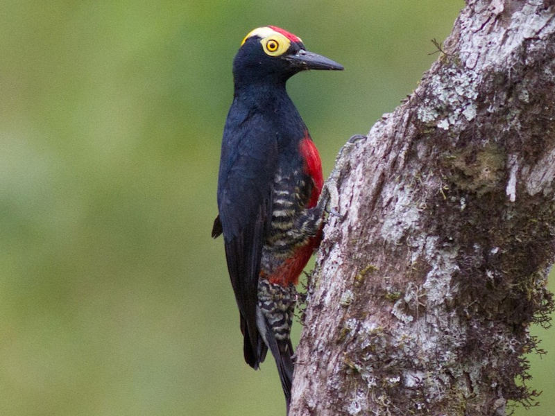 Wildlife Cultural Zone