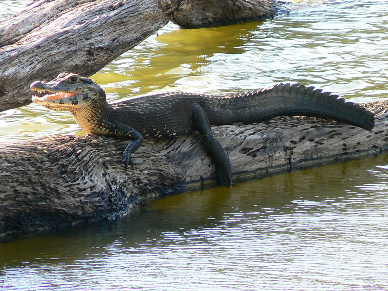Giant river otters