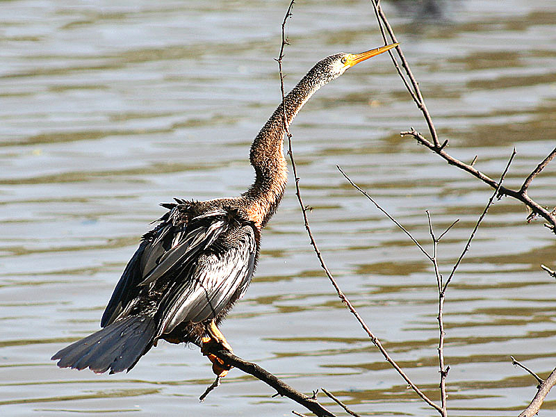 Manu National Park jungle lodge