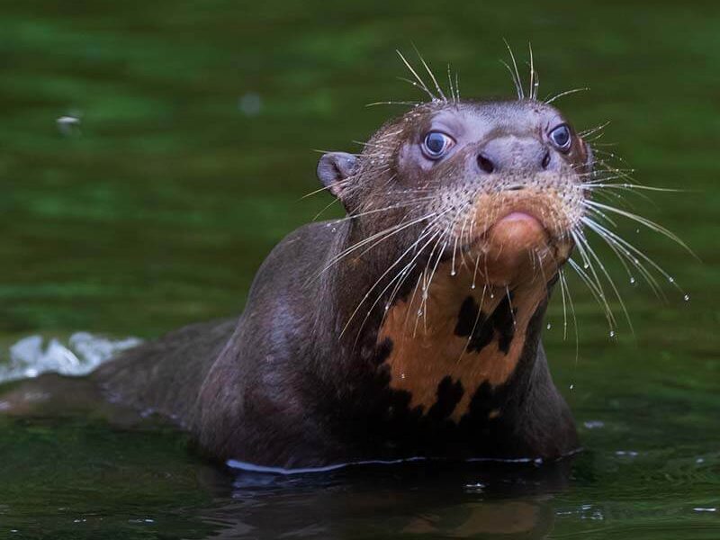 Macaw clay lick Blanquillo