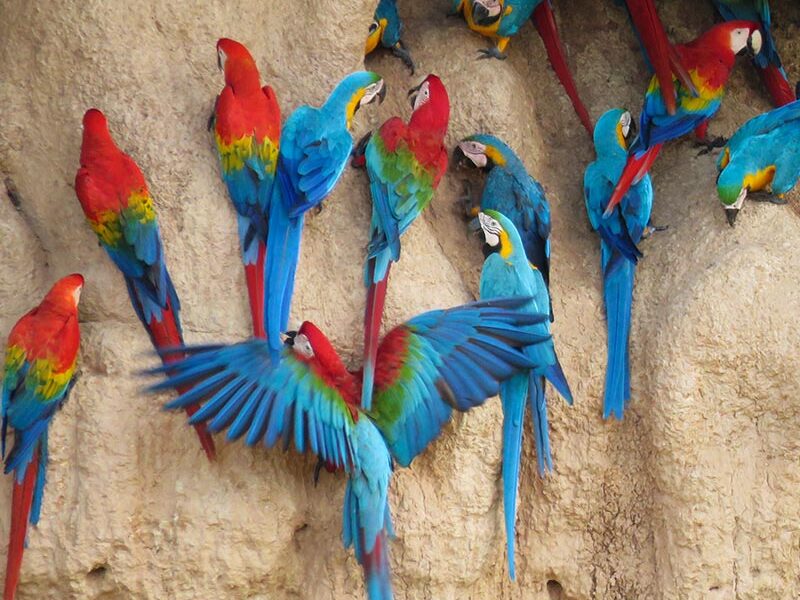 Manu Reserve Zone &mdash; Macaw clay lick