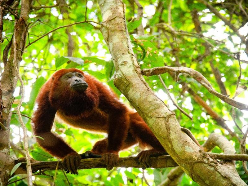 Chuncho Clay Lick macaws