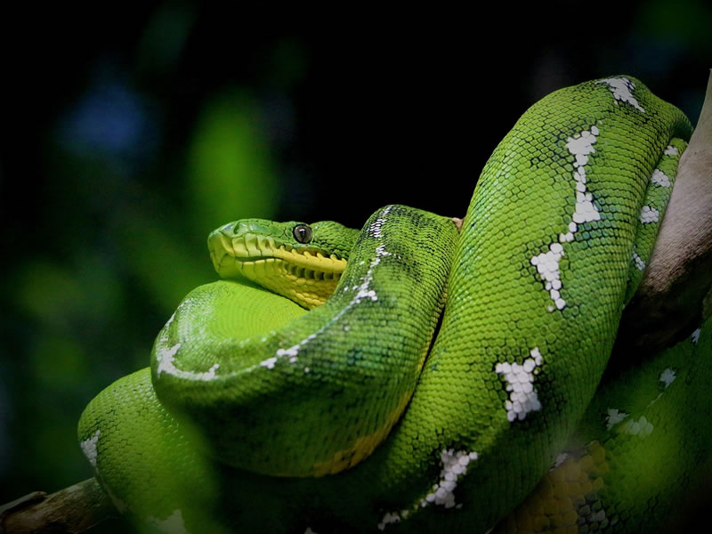 Explore Tambopata: 5-Day Amazon Tour to Chuncho Clay Lick & Sandoval Lake