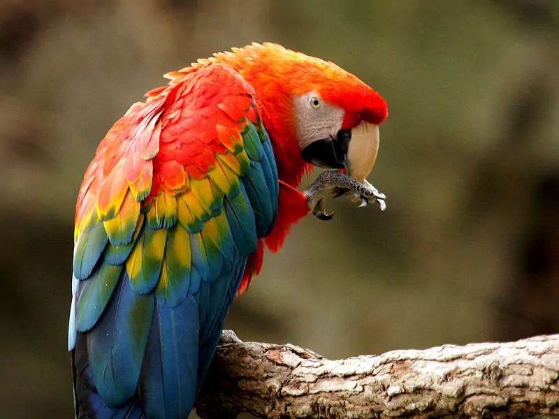 Explore the Best of Manu – 6 Days / 5 Nights