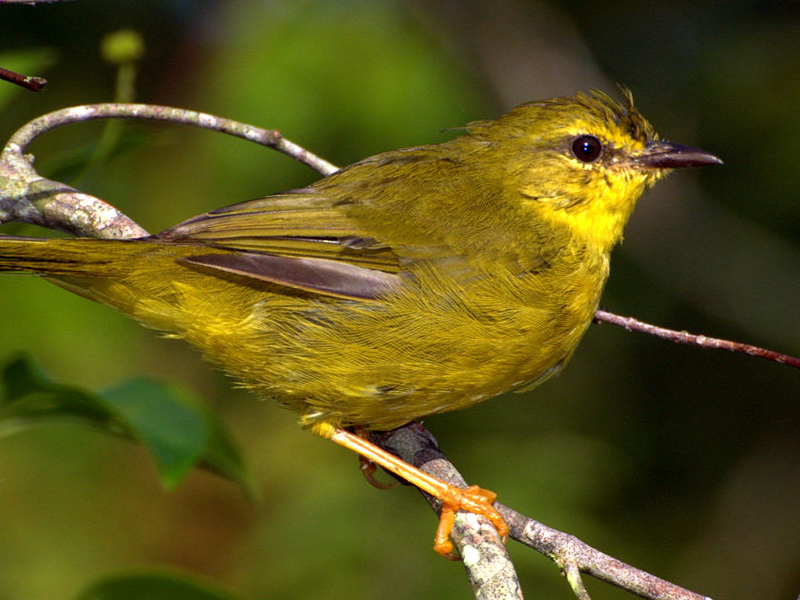Manu Birding & Photography Tours – 7 Days / 6 Nights