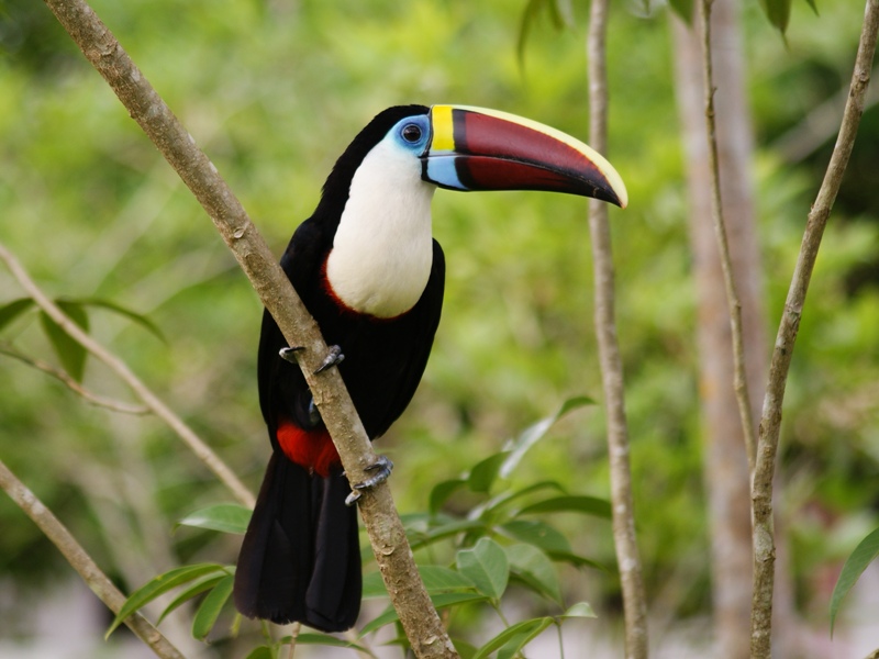 Manu Jungle Tours – 5 Days / 4 Nights