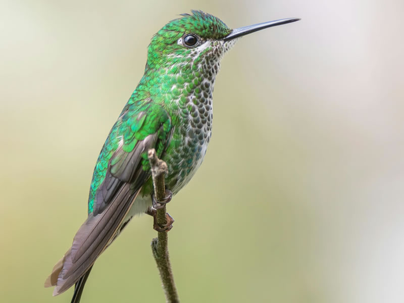 Manu Photo Tour: Jungle Wonders – 5 Days / 4 Nights